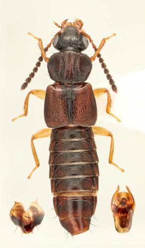 Oxytelus sculptus
